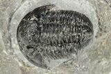 Detailed Gerastos Trilobite Fossil - Morocco #242772-2